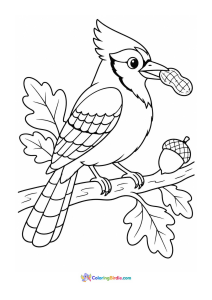 Blue jay carrying a peanut coloring page