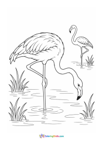 Flamingo standing on one leg coloring page