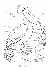 Pelican coloring page