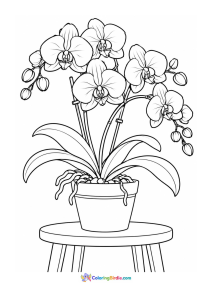 Orchid pot on a small table coloring page